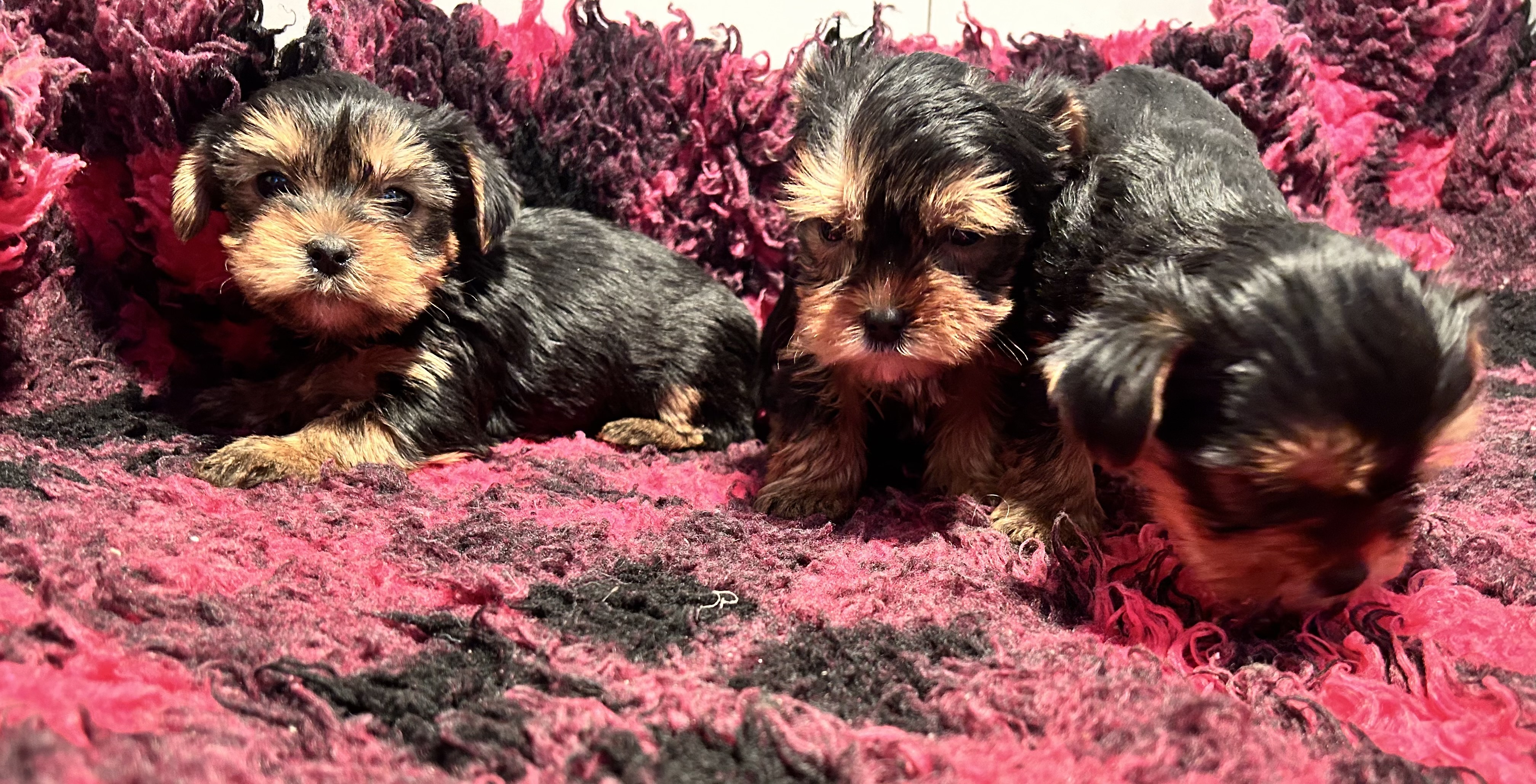 Cucciolata Yorkshire Terrier ottobre 2024